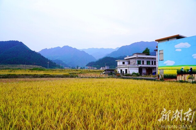 玉屏村：稻香流水景如画 仓满鱼肥话振兴