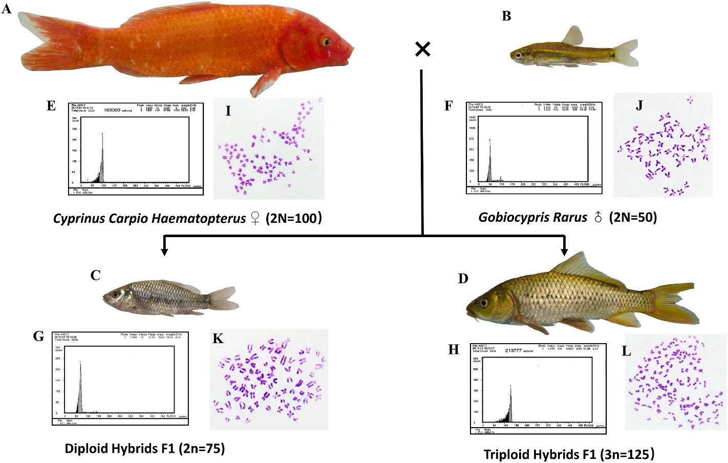 Characterization of allodiploid and allotriploid fish derived from ...