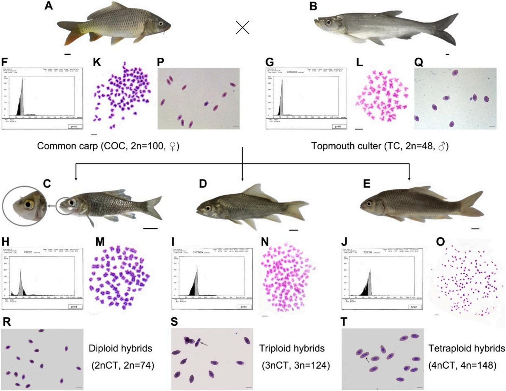 Polyploidic Fish Different ploidy-level hybrids derived from female common carp × male ...